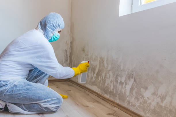 Licensed Black Mold Removal service in Seaboard, NC - WQB Mold Removal