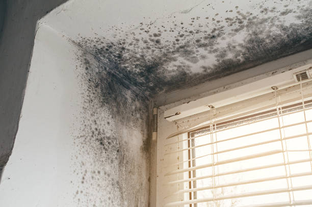 Affordable Black Mold Removal solutions in Seaboard, NC